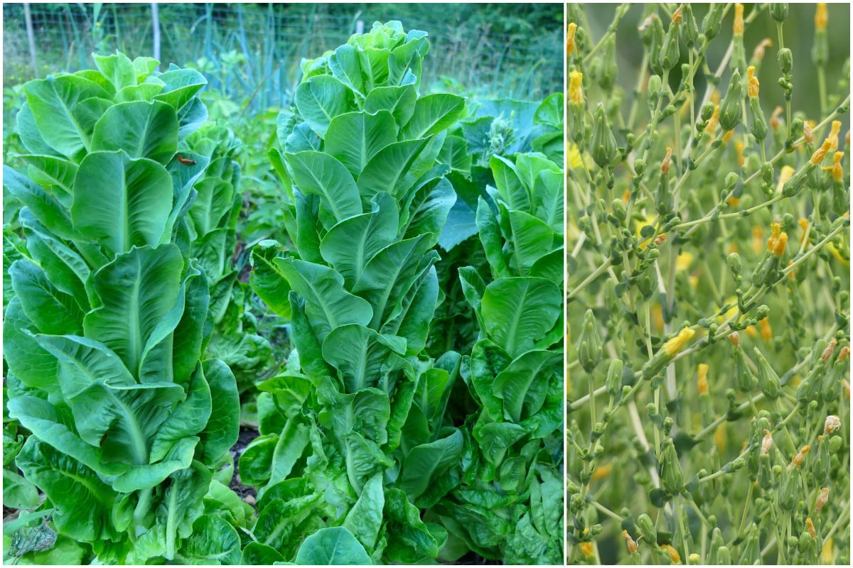 Lettuce that has bolted, lettuce flowers.