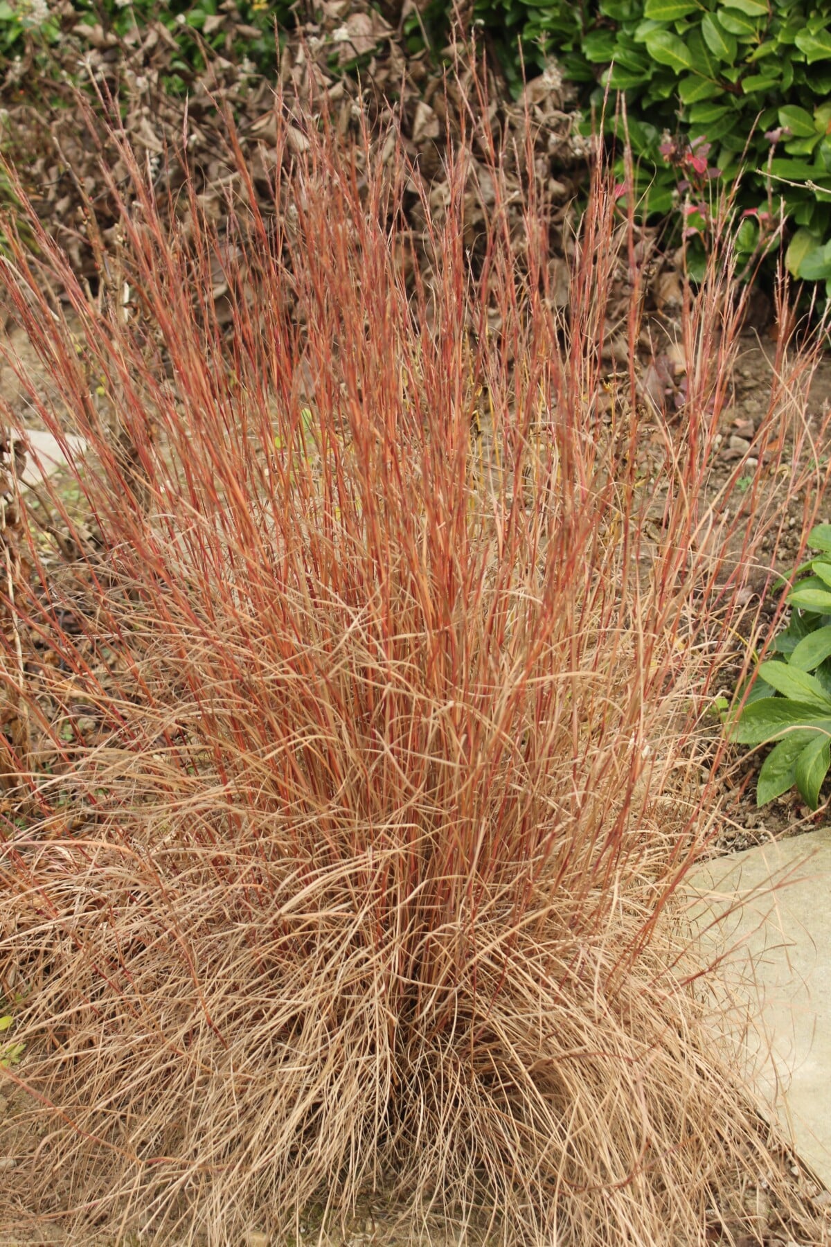 Little Bluestem (Schizachyrium scoparium)
