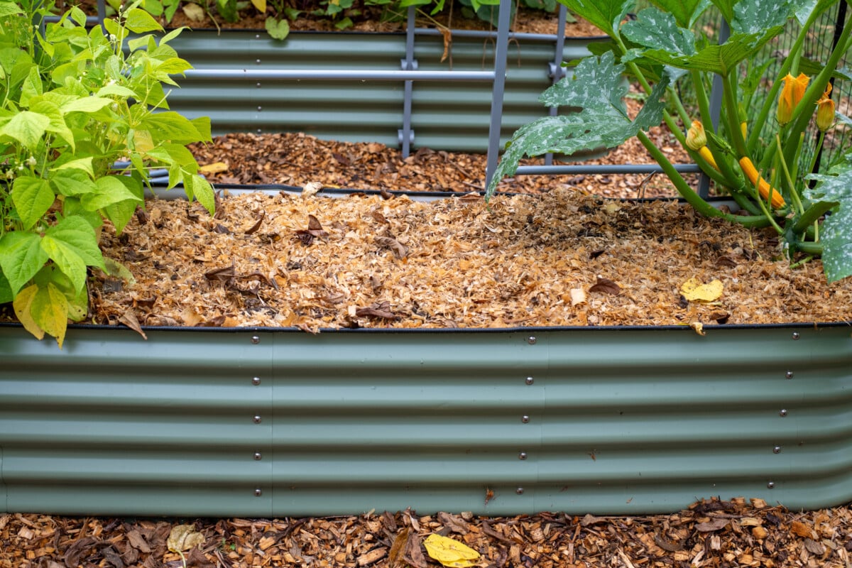 Raised bed, mulched where garlic was planted.