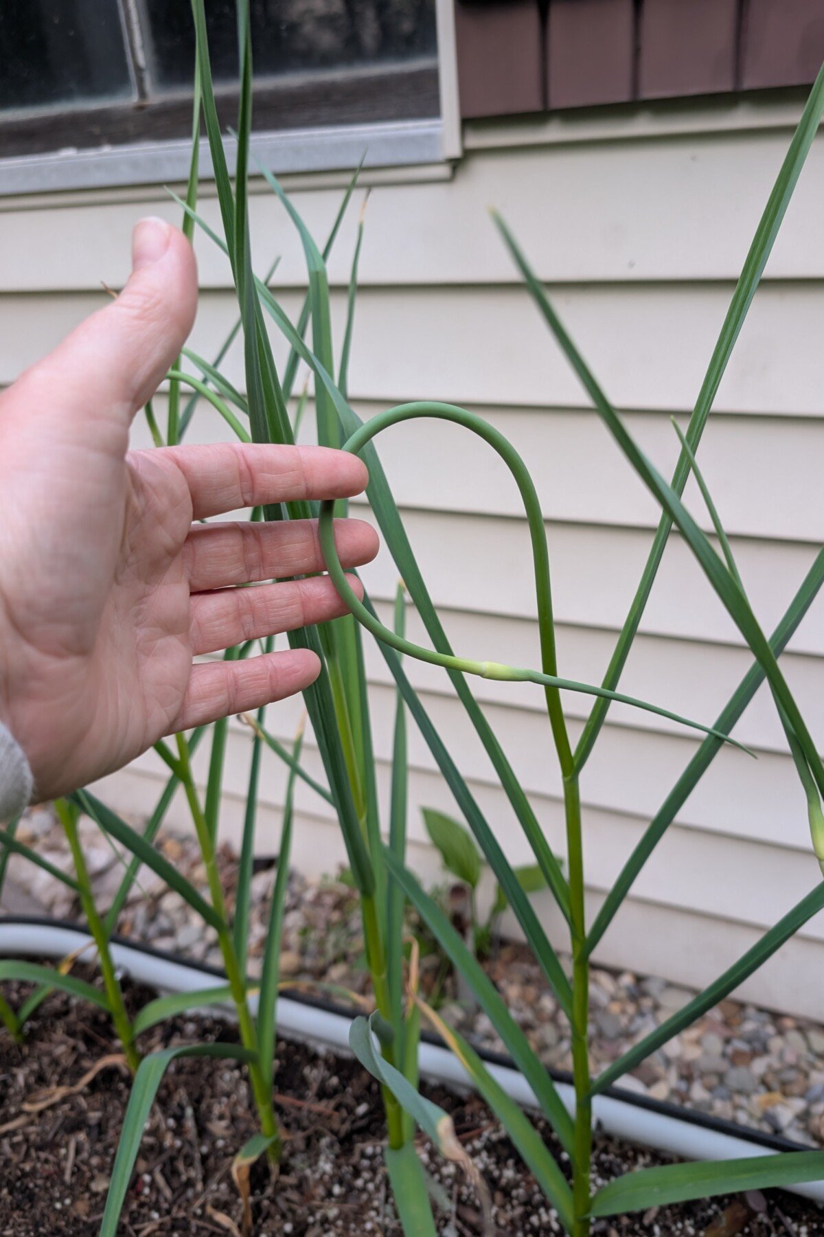 Woman's hand holding a growing garlic scape