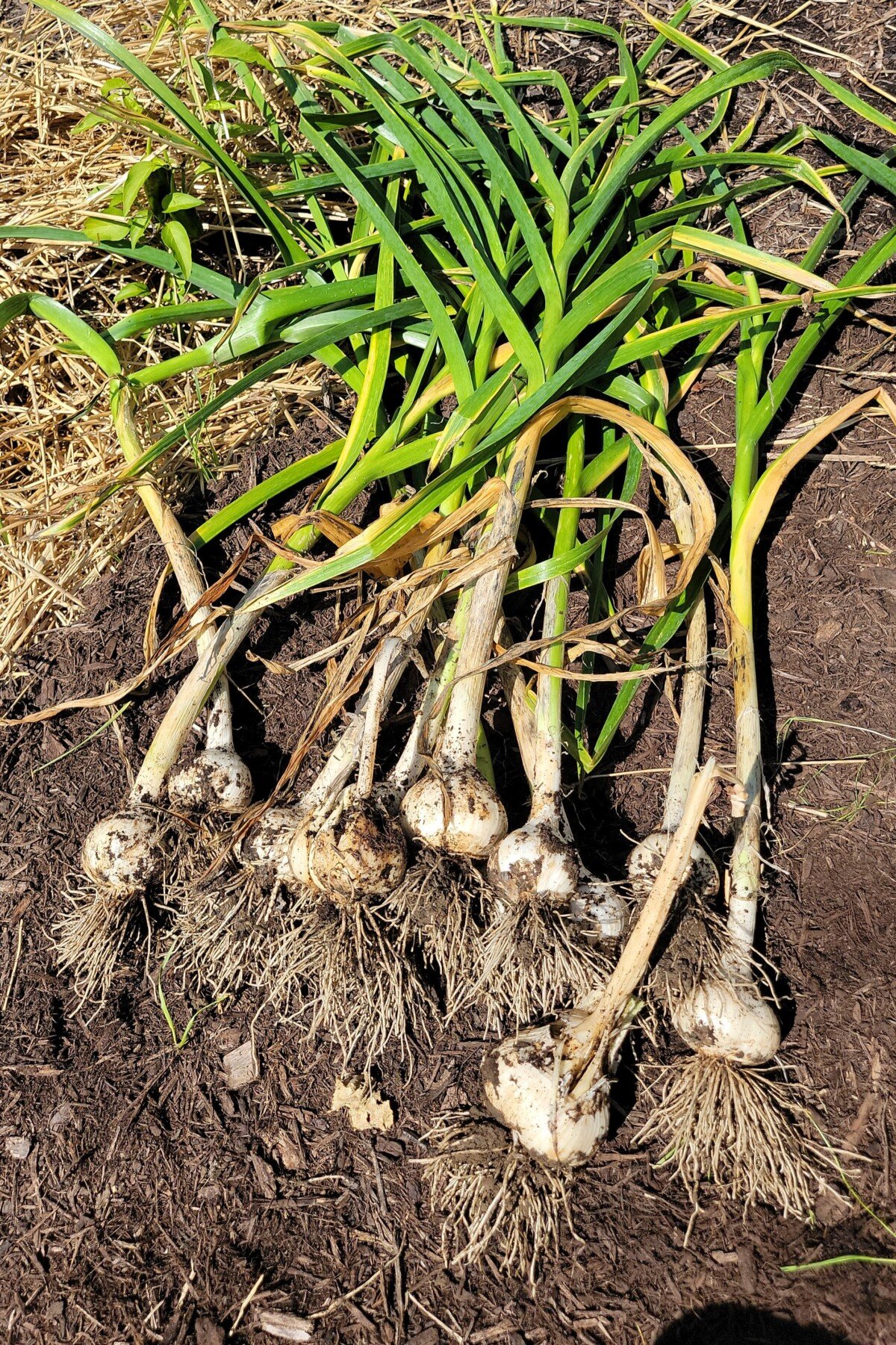 Freshly dug garlic
