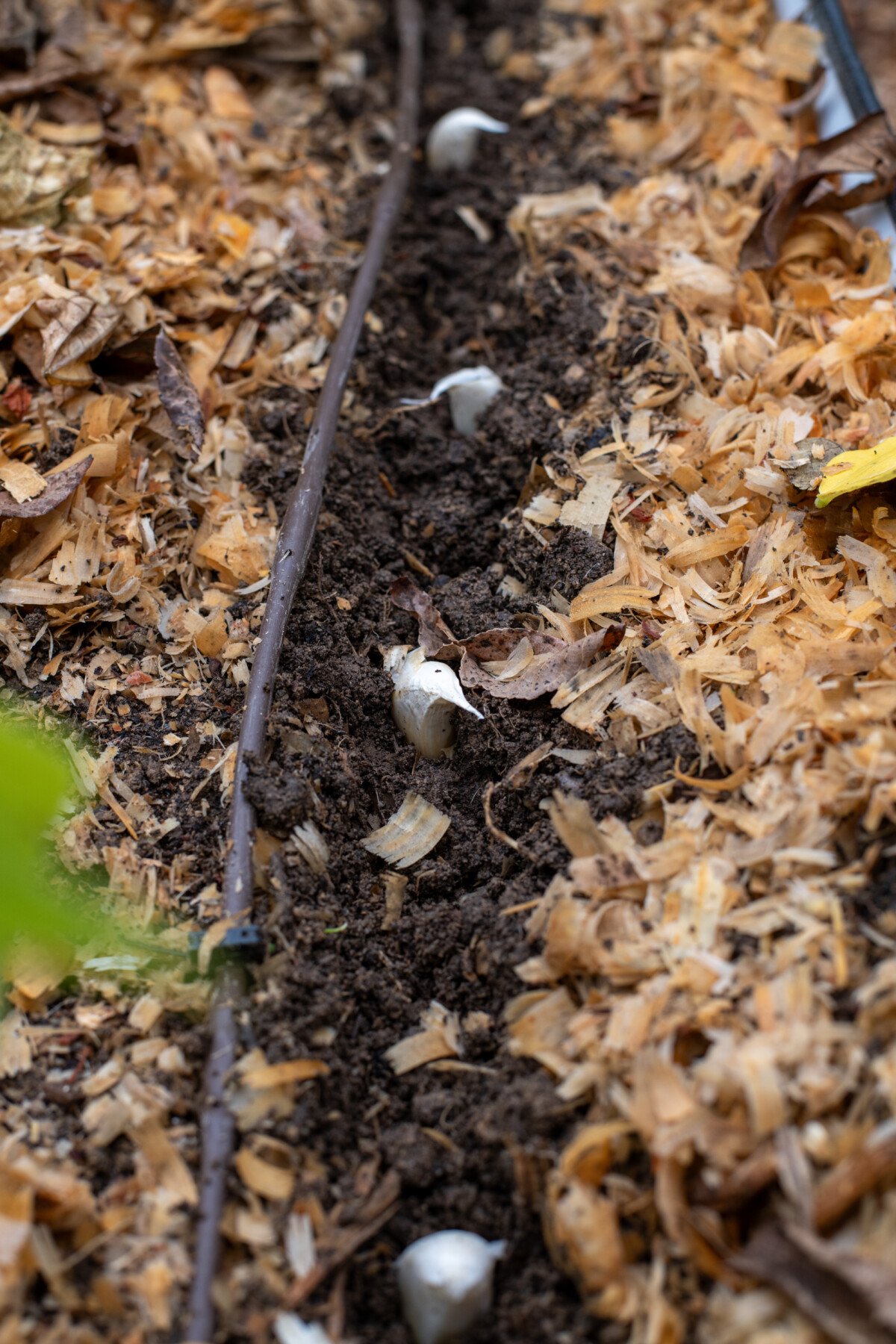 Garlic cloves being planted in a raised bed.