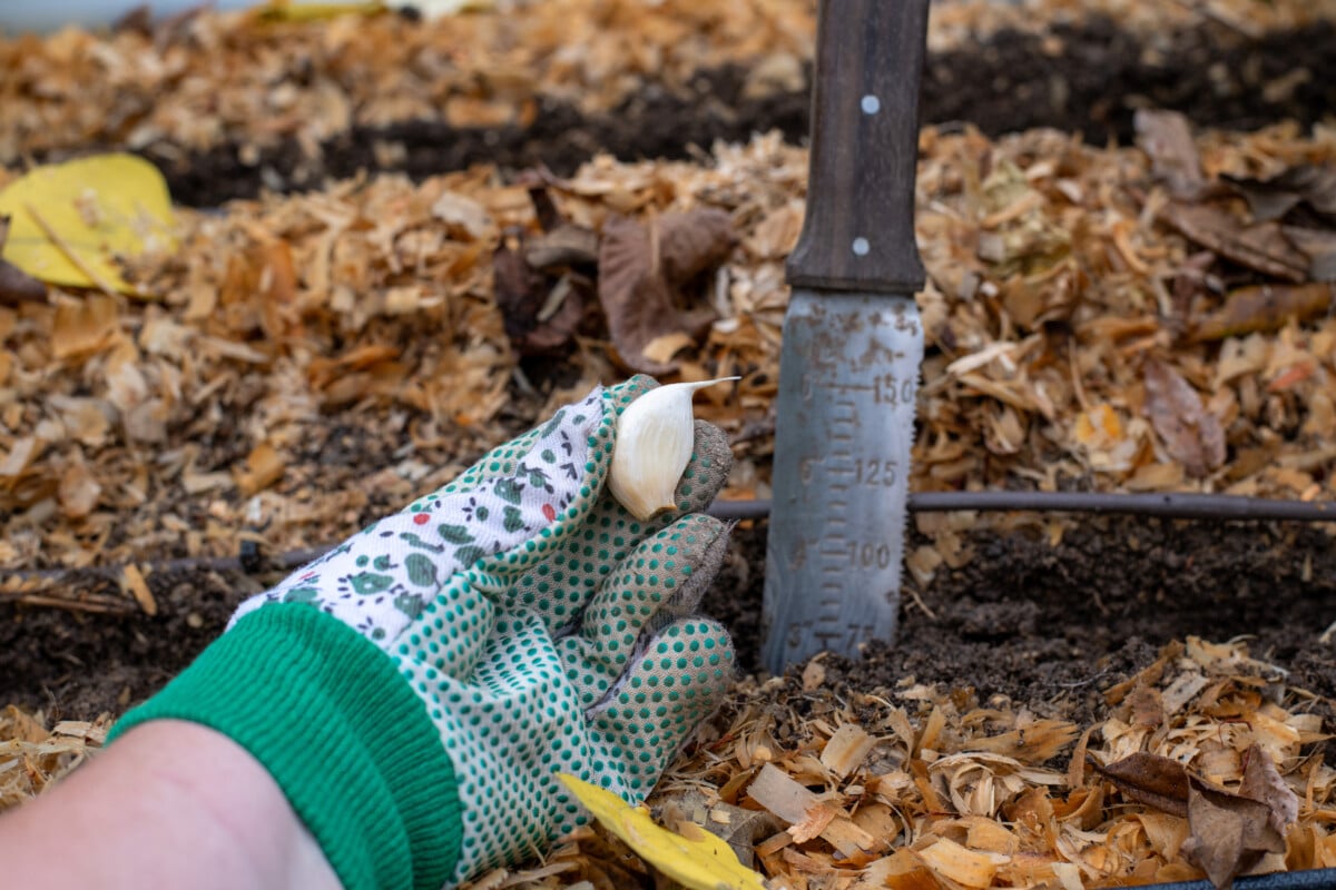Gloved hand holding a garlic clove to be planted