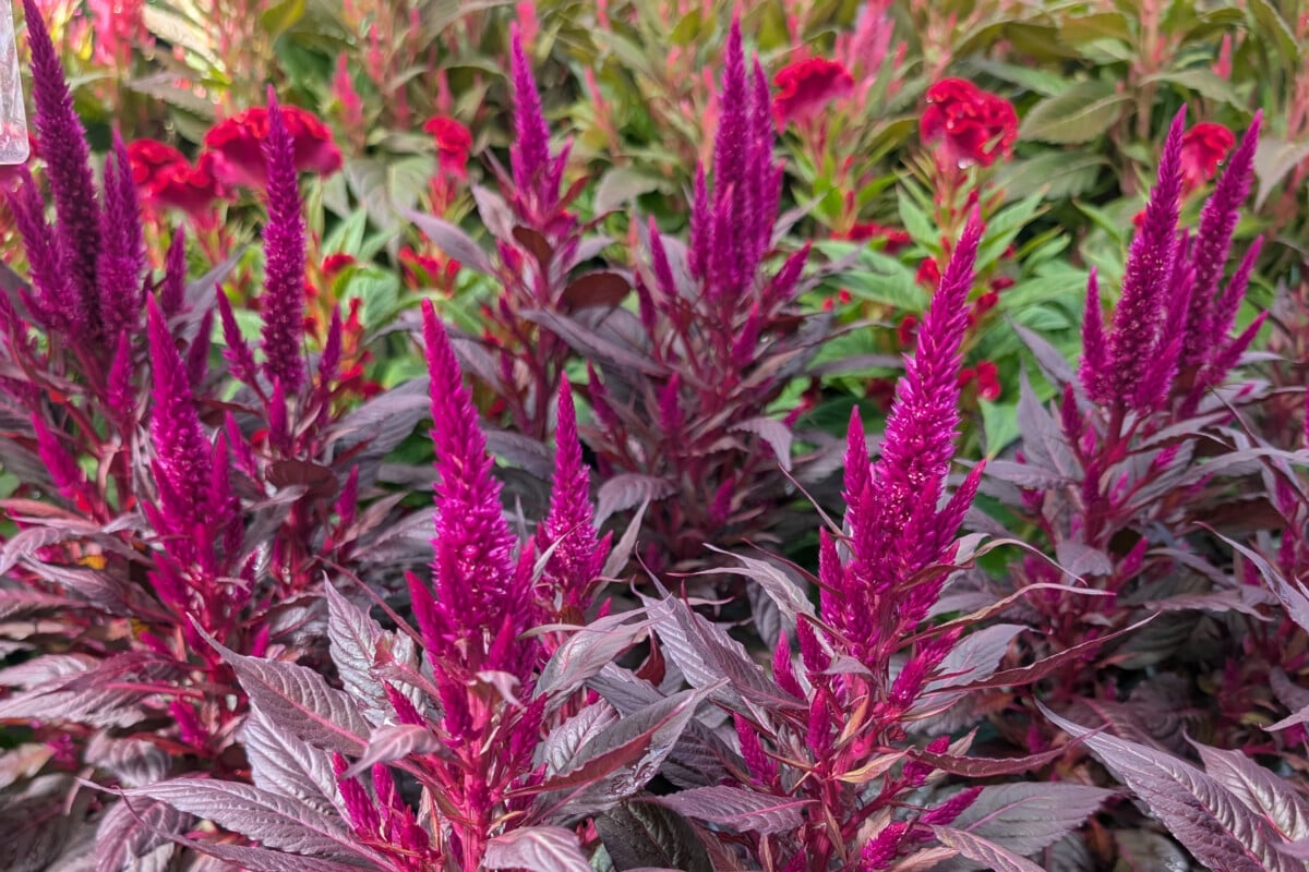 Fuchsia celosia