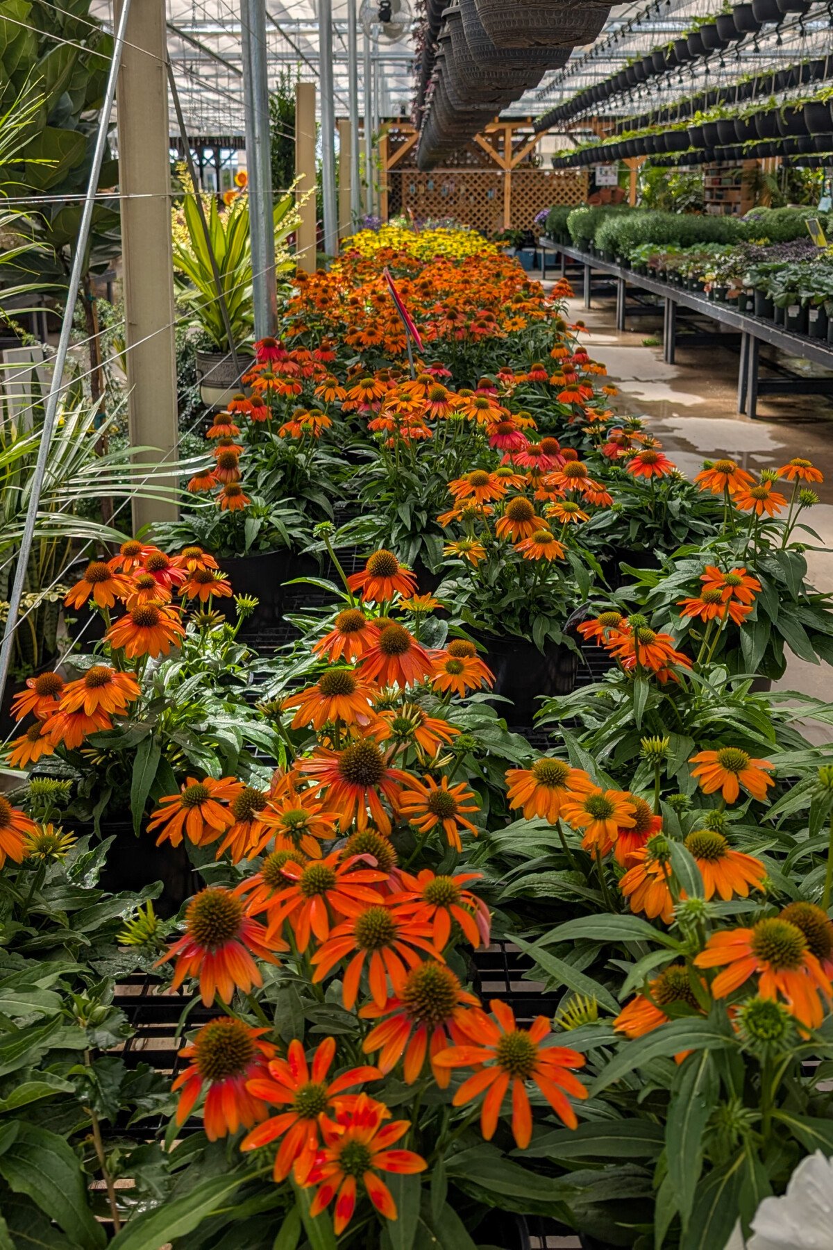 Coneflowers in a greenhouse