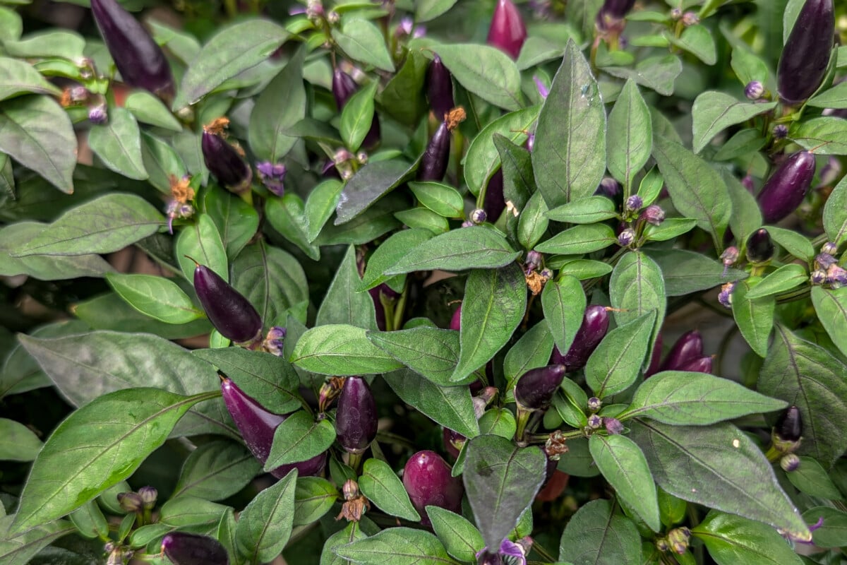 Blacky Pearl ornamental pepper