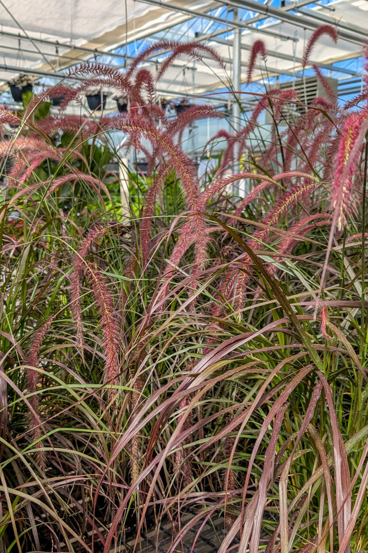 Ornamental grass