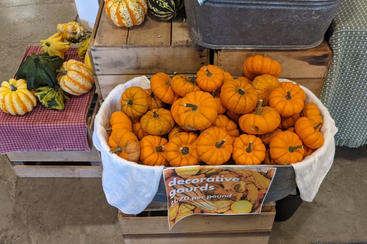 Decorative gourds for sale