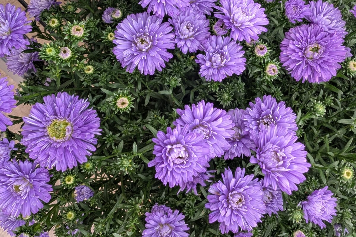 Purple asters