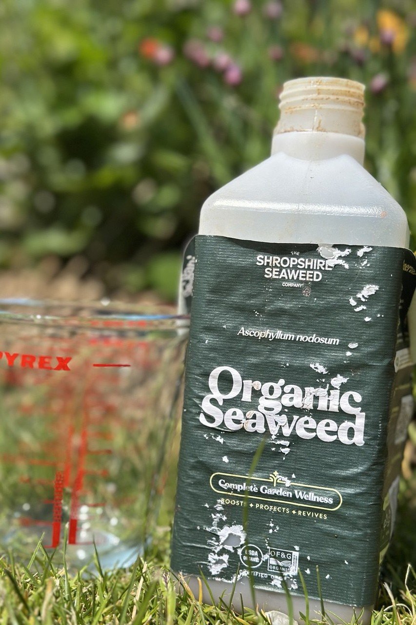 Bottle of organic seaweed for the garden.
