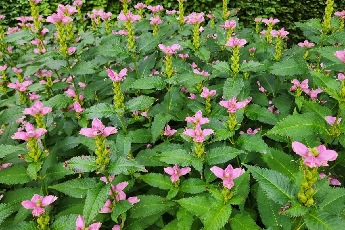Turtlehead (Chelone glabra)