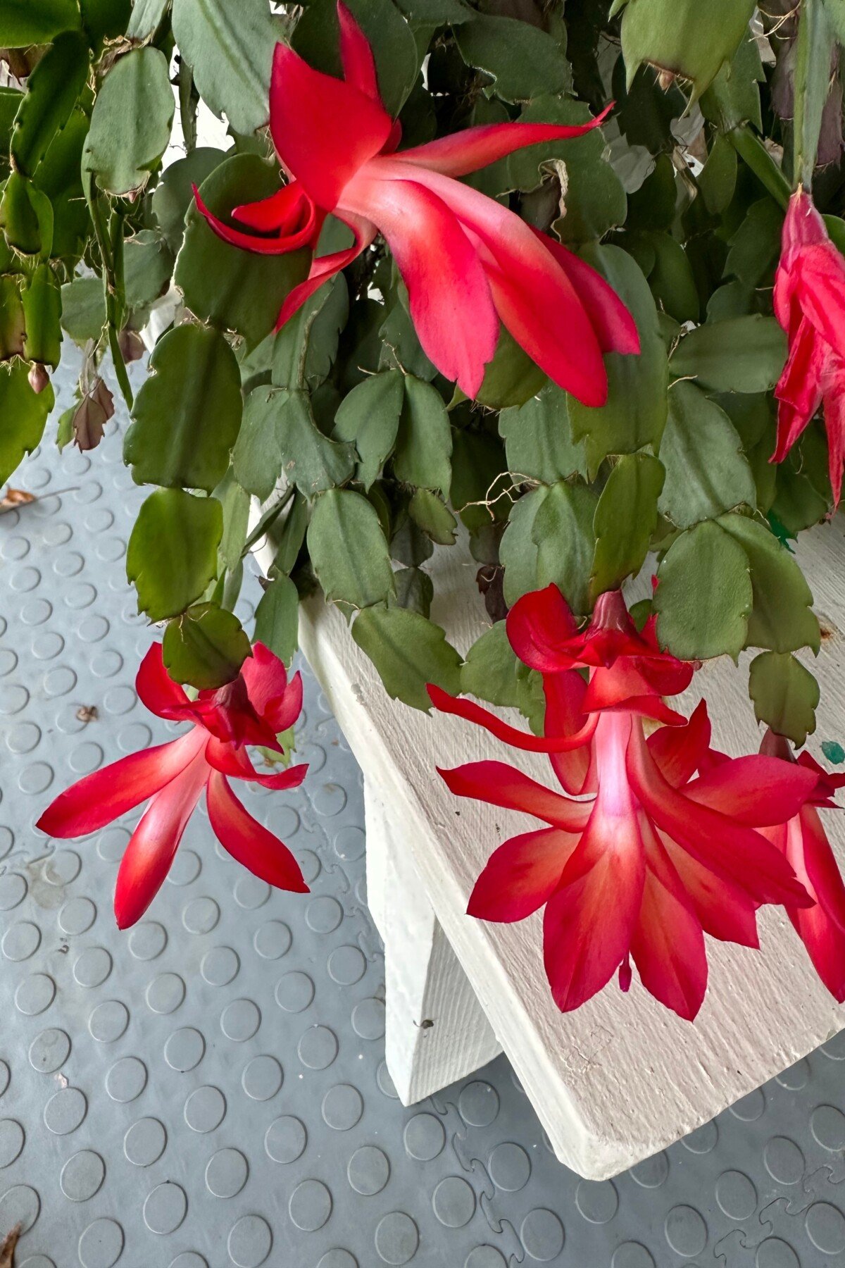 S. truncata in bloom