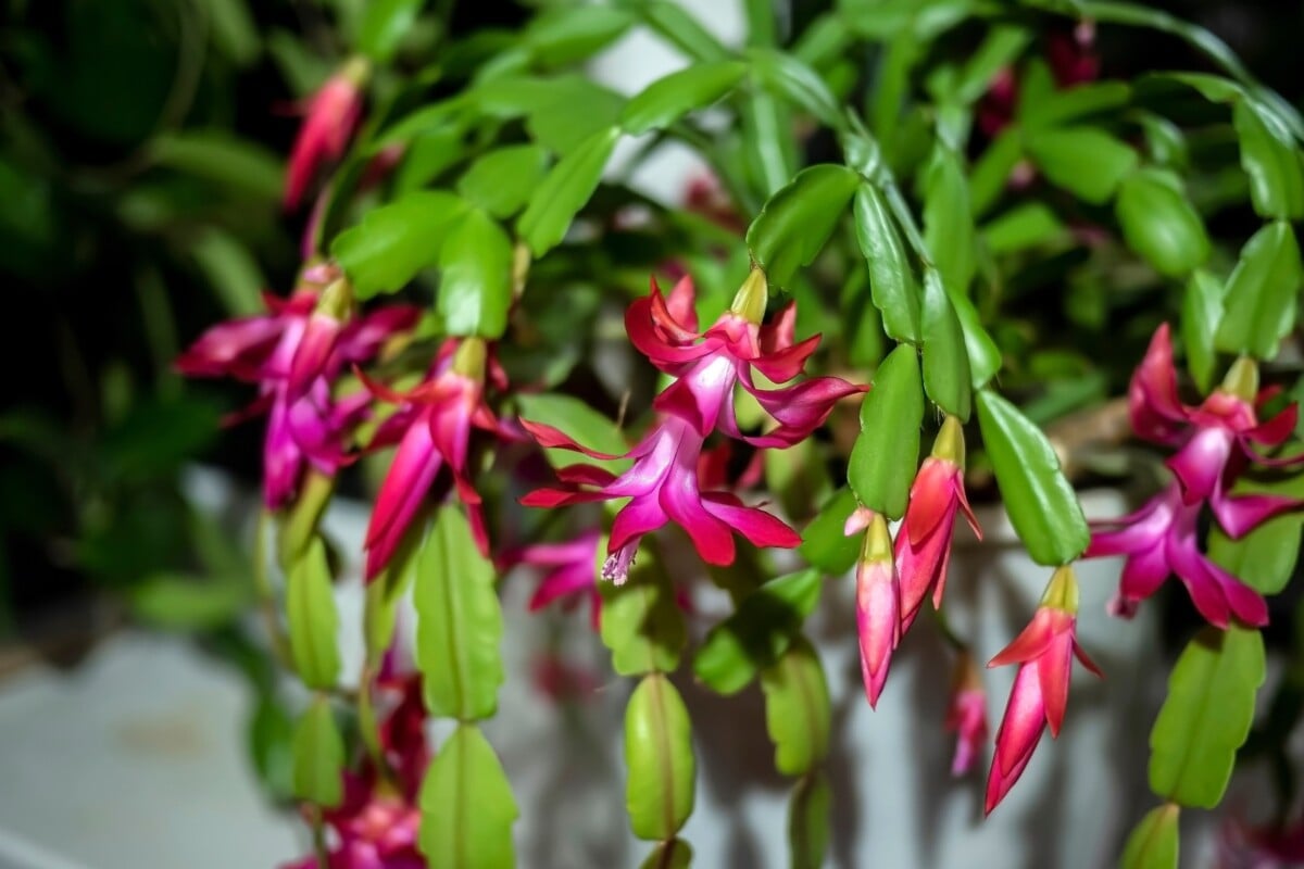 Blooming S. buckleyi