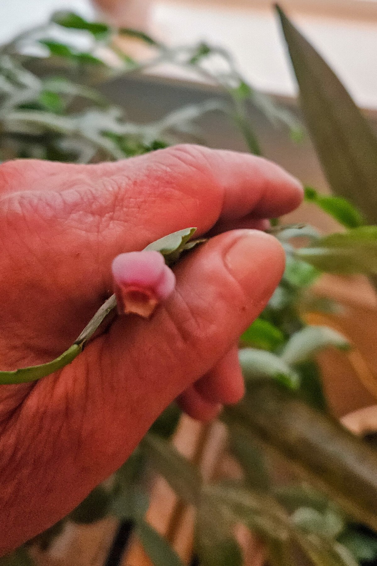 man's hand holding a Christmas cactus fruit