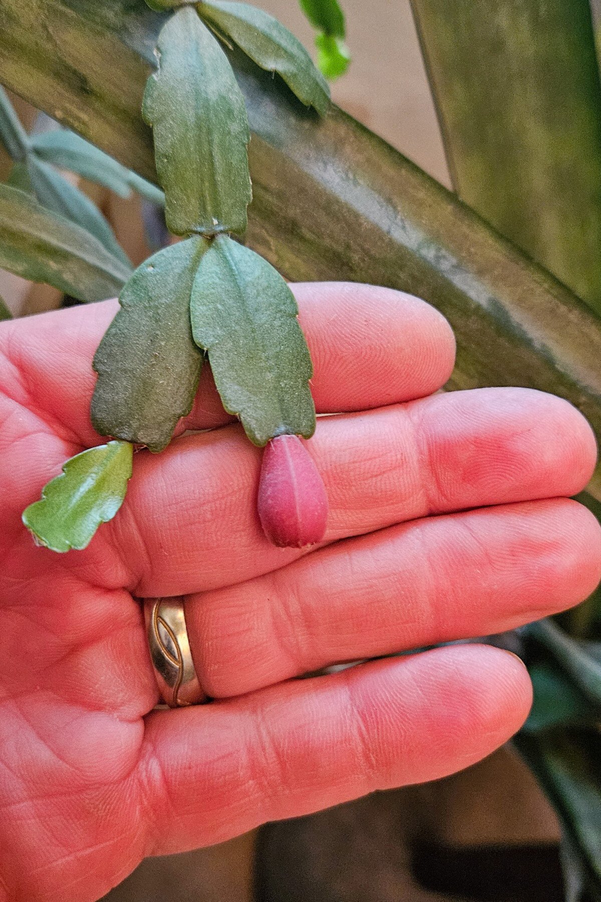 Man's hand holding a Christmas cactus fruit