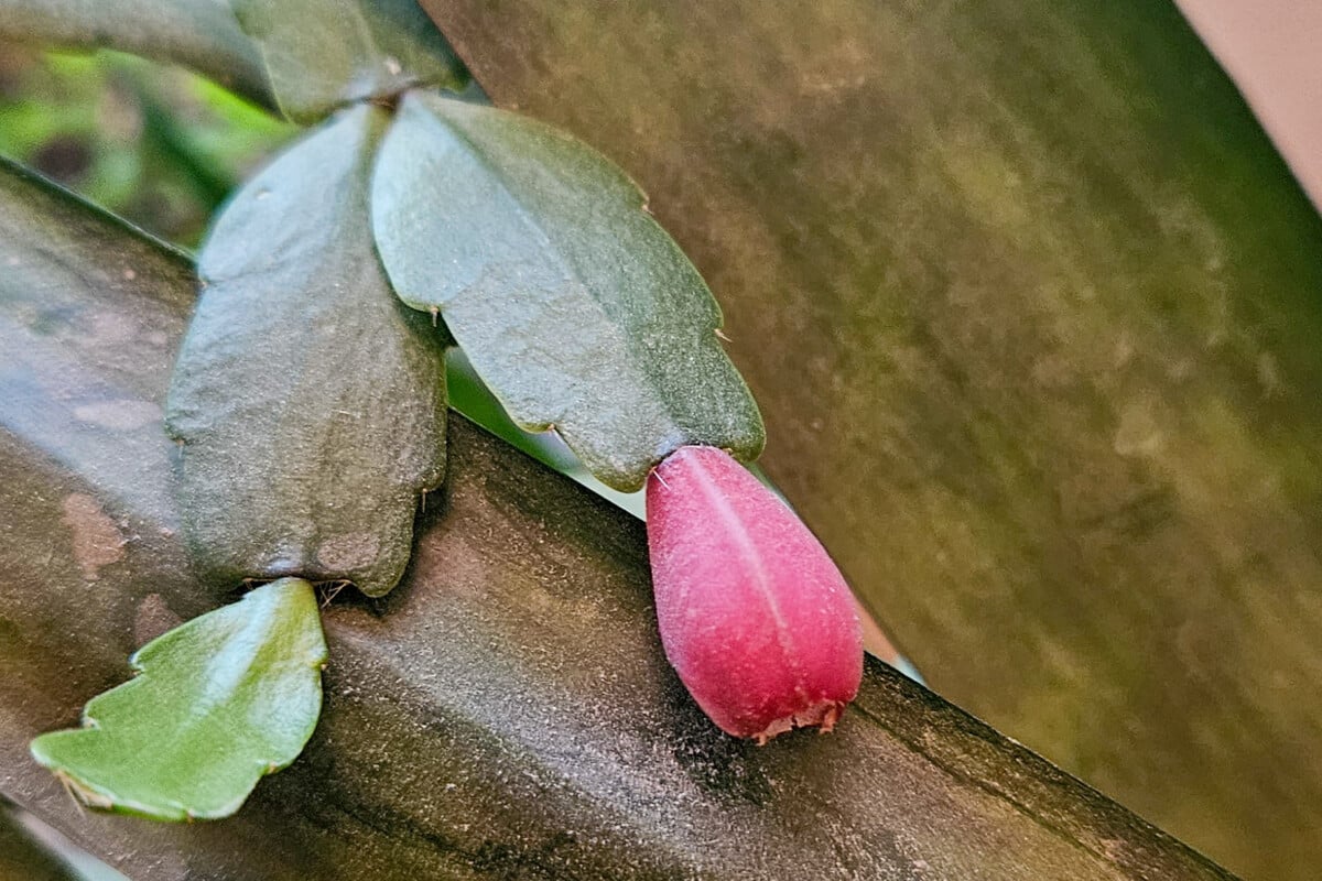 Christmas cactus fruit