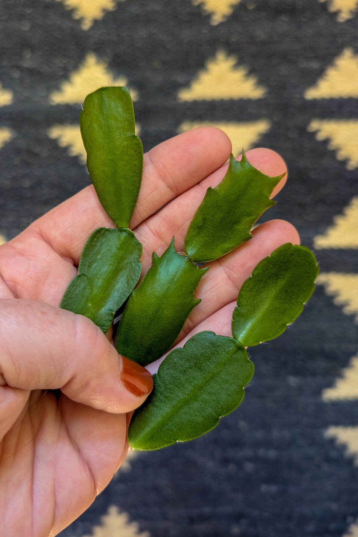 Woman's hand holding cladodes from S. buckleyi, S. truncata and R. gaertneri