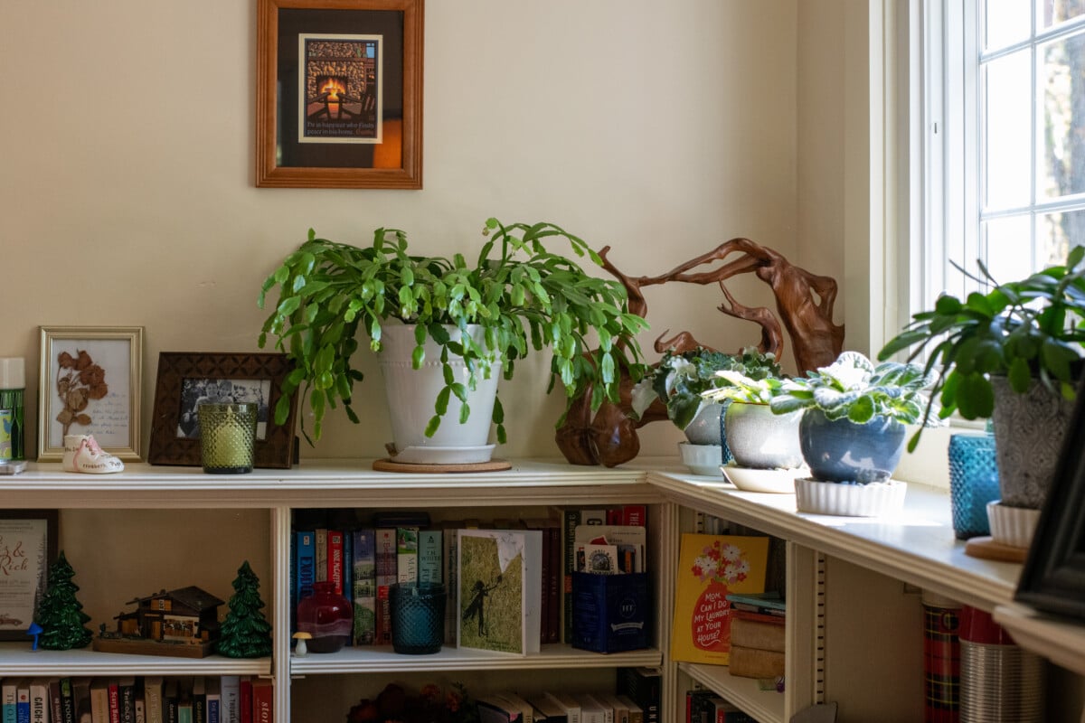 Christmas cactus in living room.