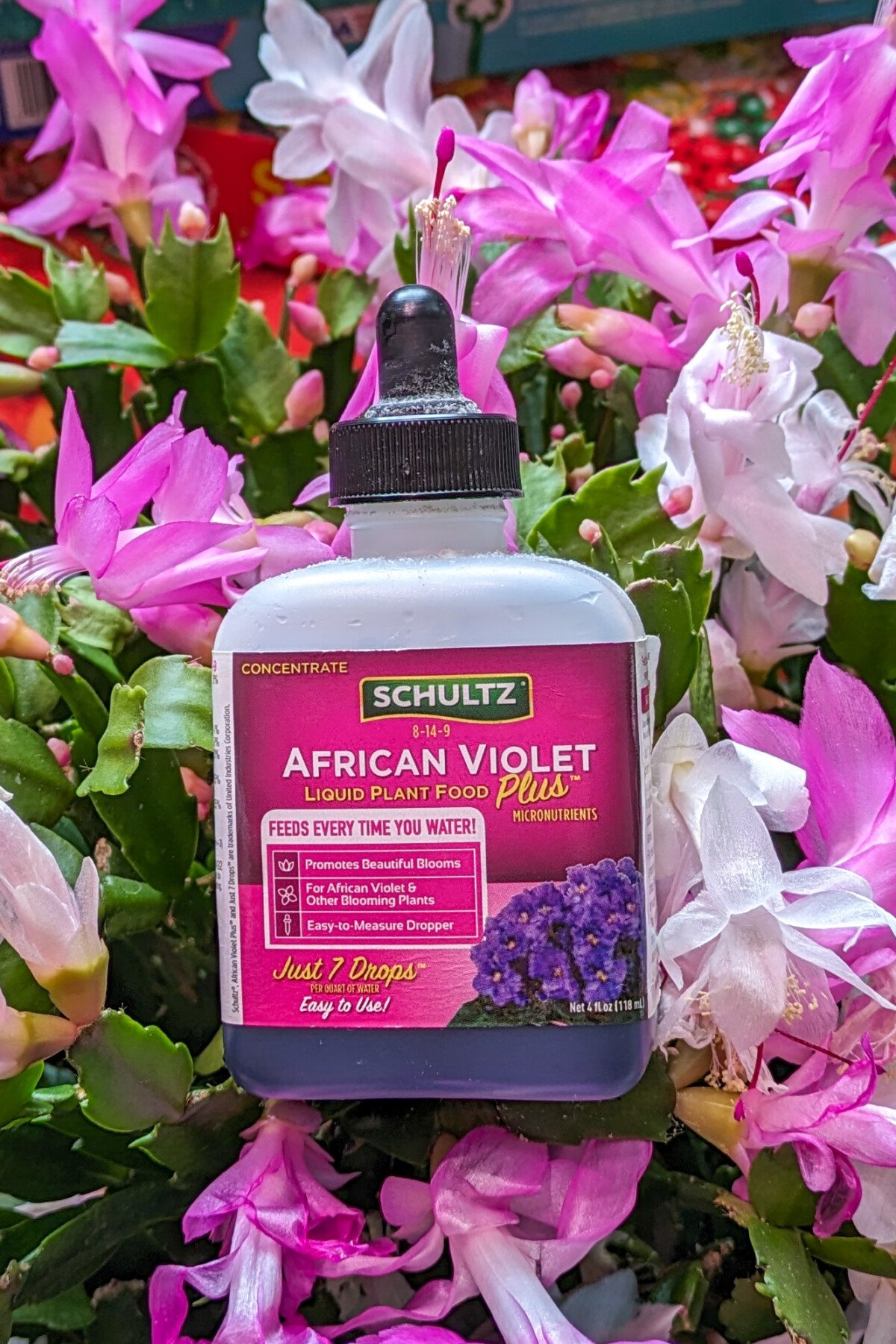 Bottle of Schultz African Violet food on blooming Christmas cactus.