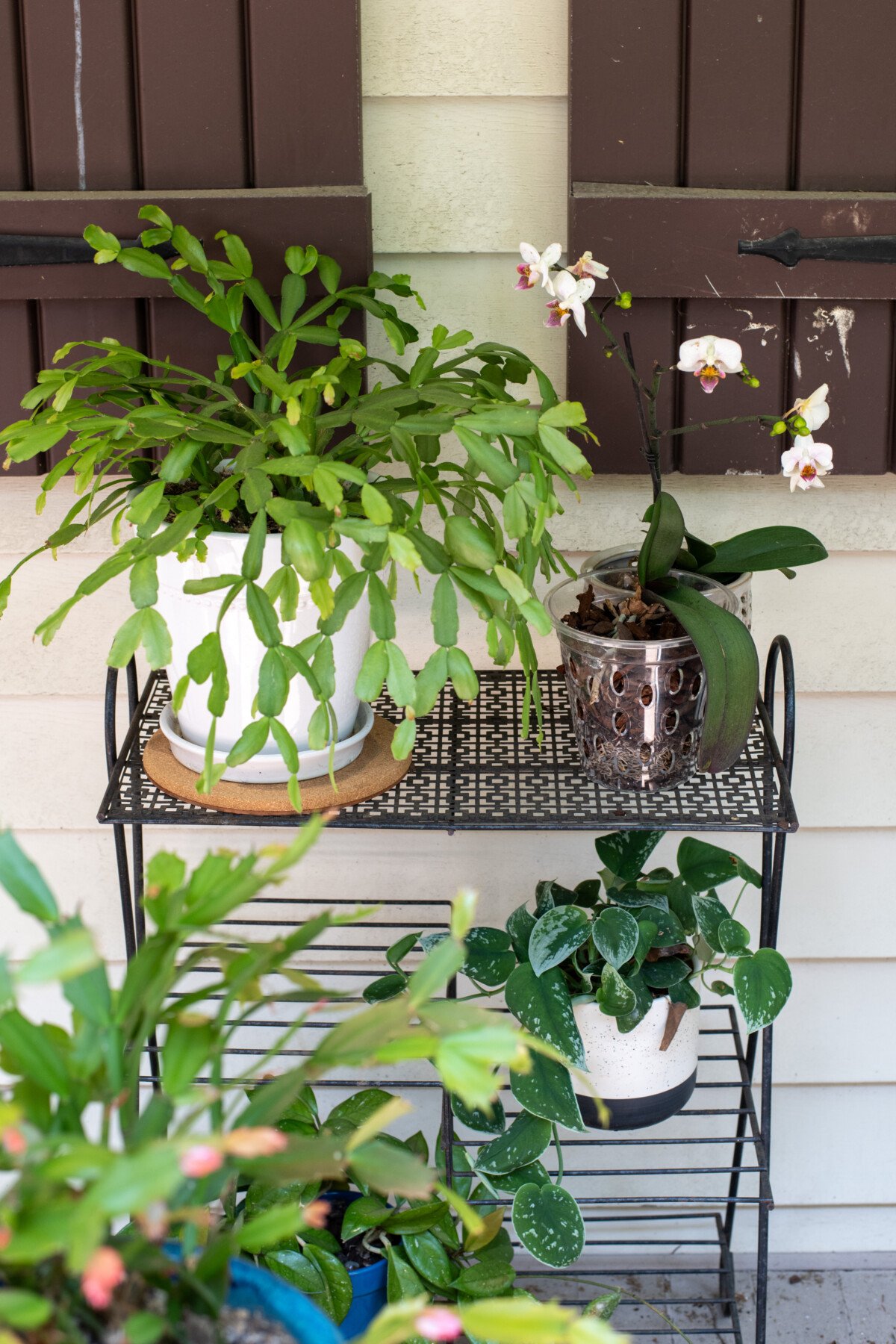 Christmas cactus and other houseplants outdoors.