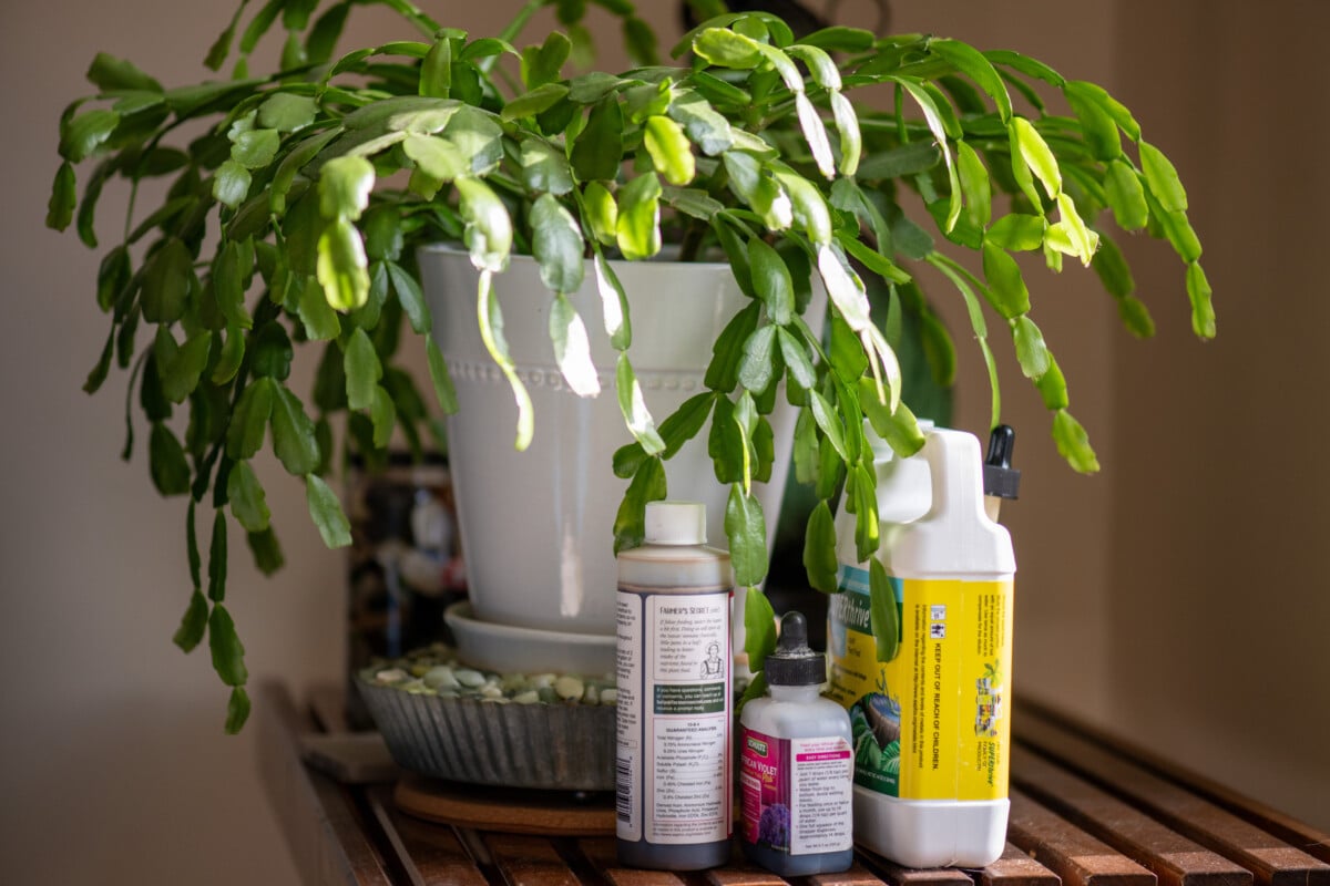Christmas cactus next to bottles of fertilizer