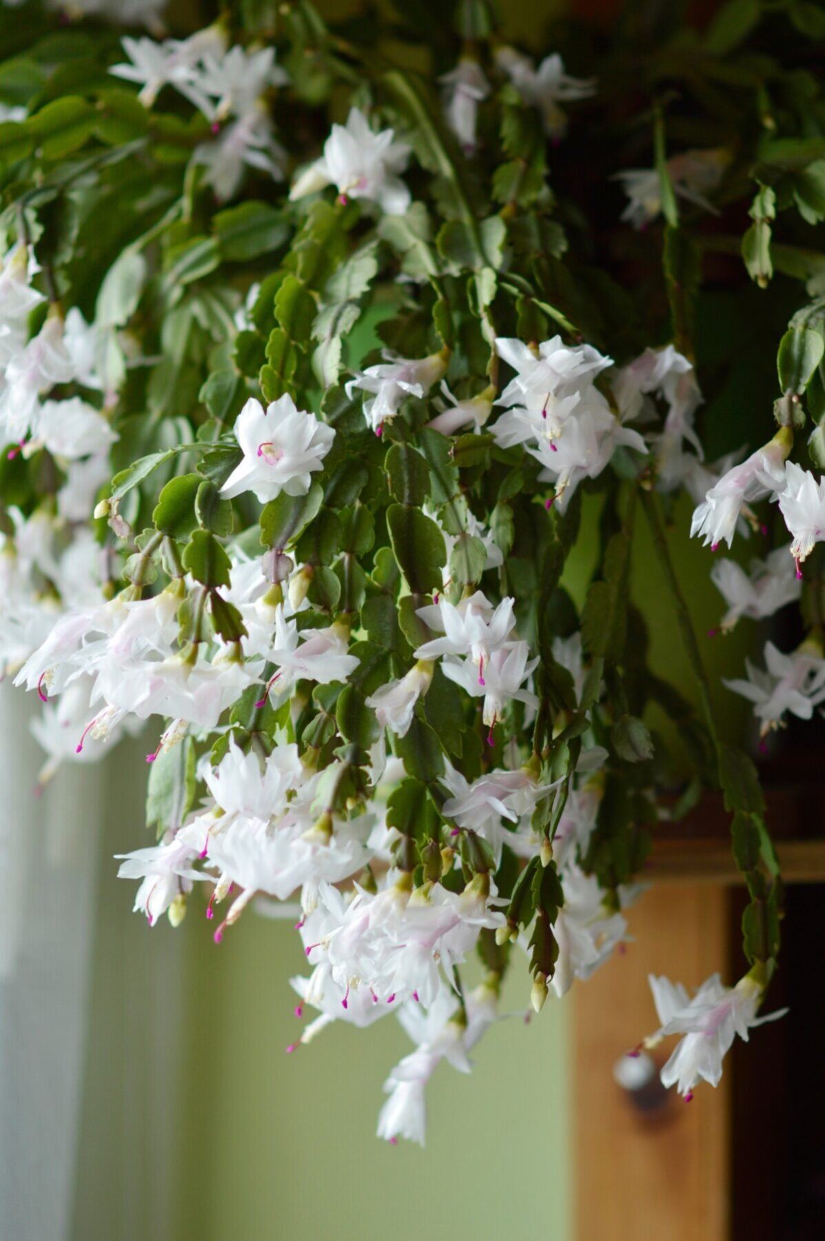 Blooming white schlumbergera