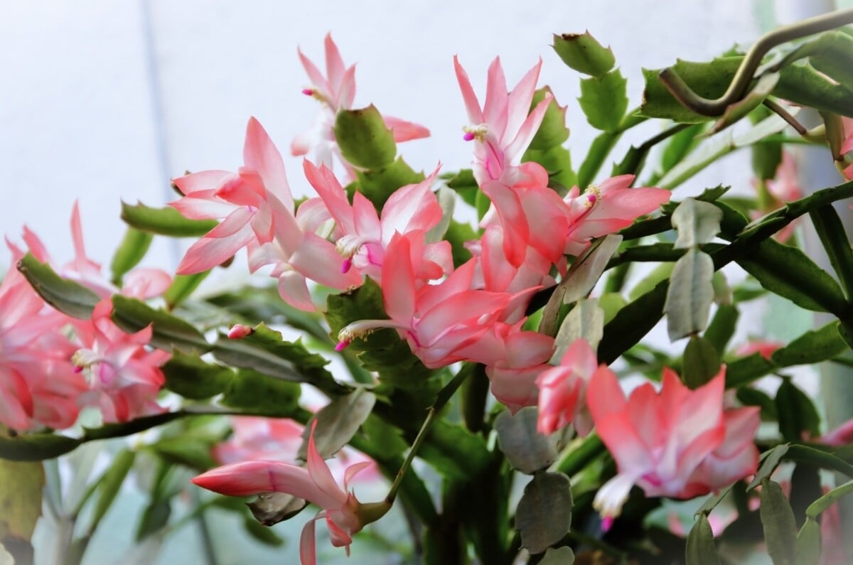 Blooming schlumbergera