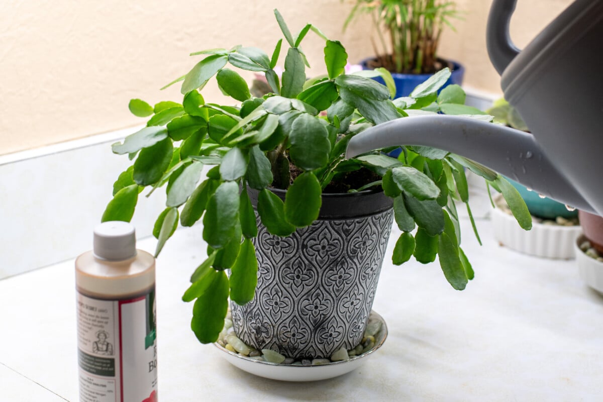 fertilizing an Easter cactus