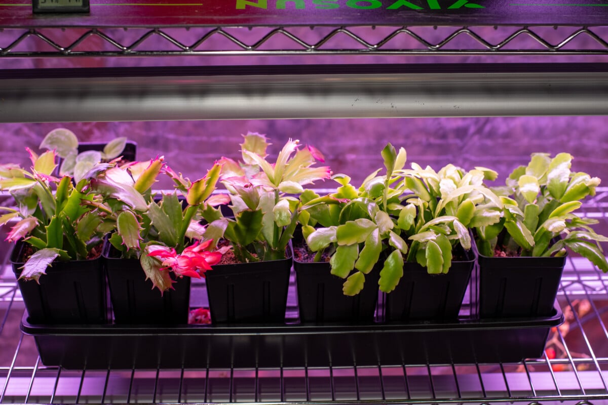 New schlumbergera plants