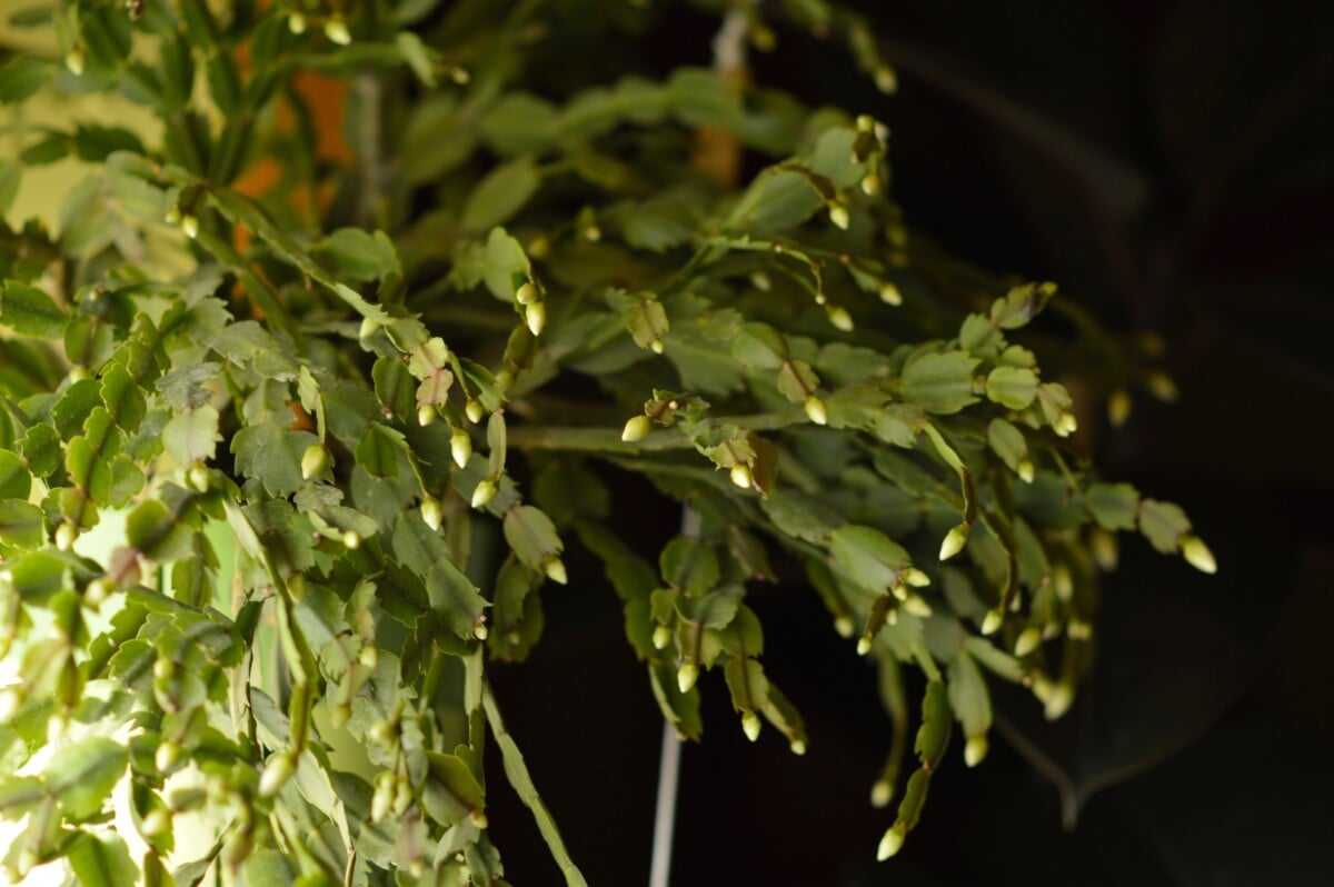 Schlumbergera covered in buds