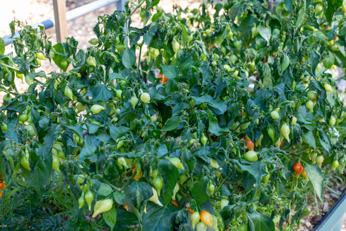 Pepper plant with frost damage