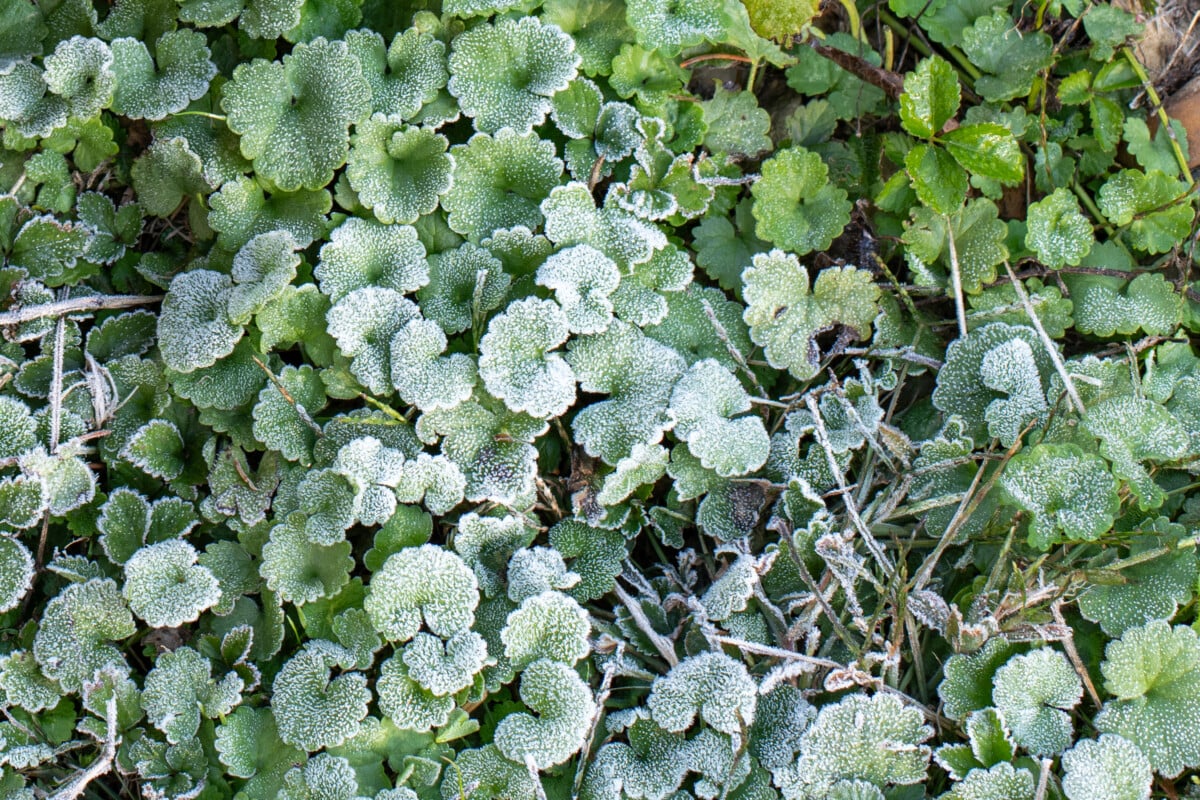 Creeping Charlie plant touched by frost