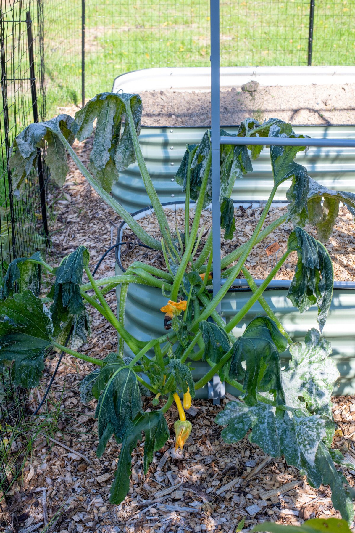 Zucchini plant with extensive frost damage