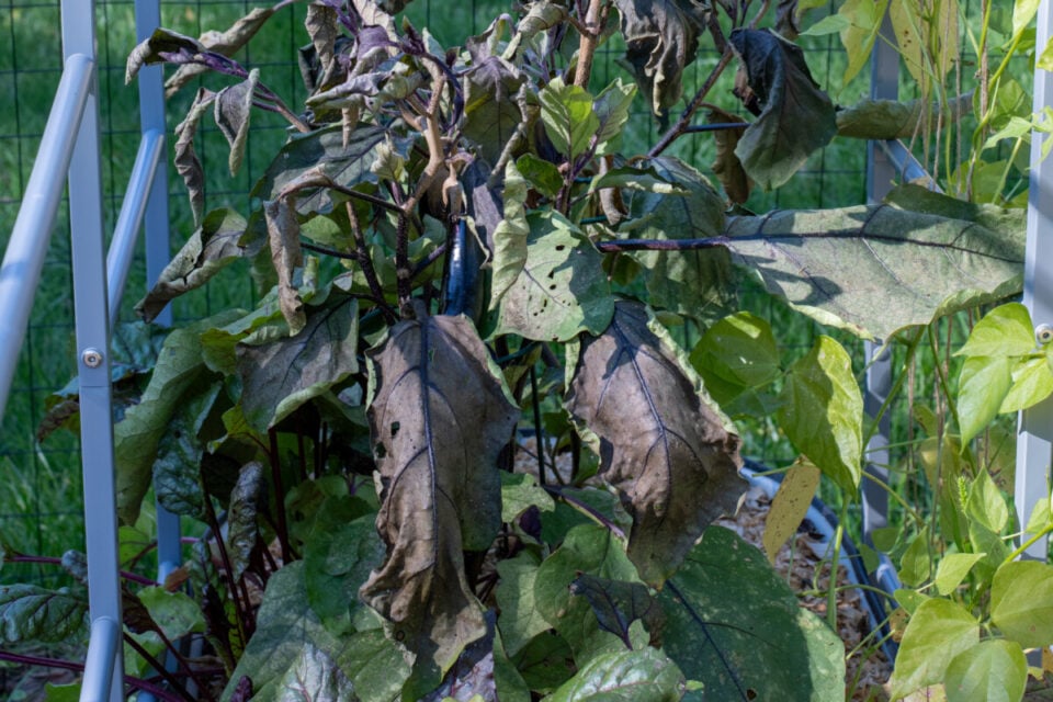 3 Step Frost & Freeze Protection to Save Your Garden