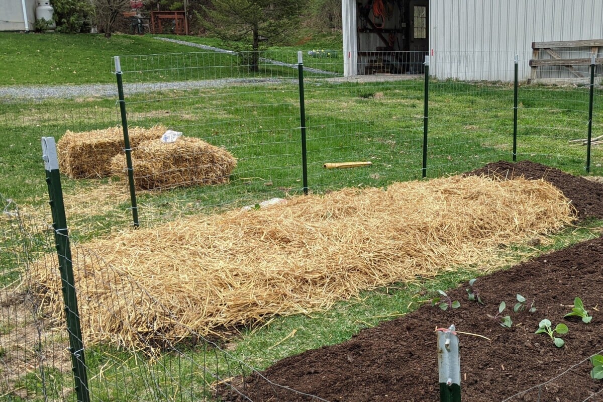 Row of garden covered in straw