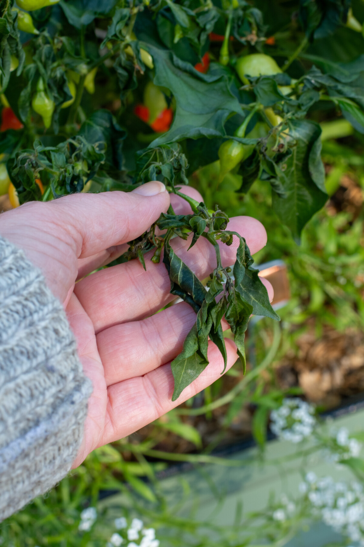 Woman's hand holding frost-damaged leaves of pepper plant