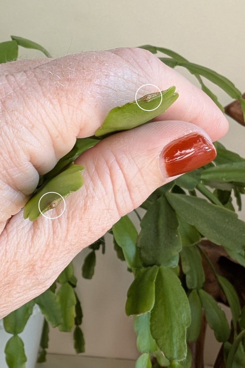 Woman's hand holding Christmas cactus segments with tiny buds highlighted