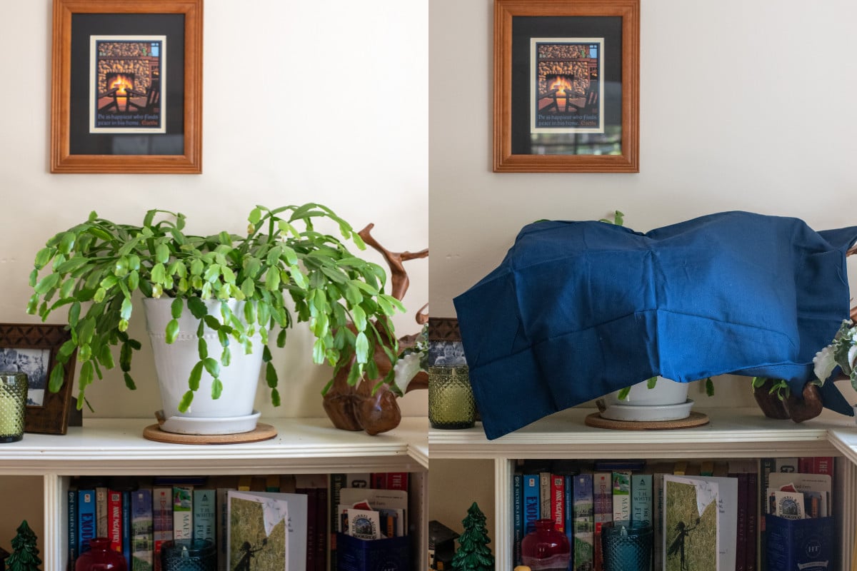 Christmas cactus on shelf, Christmas cactus on shelf covered in dark blue pillowcase