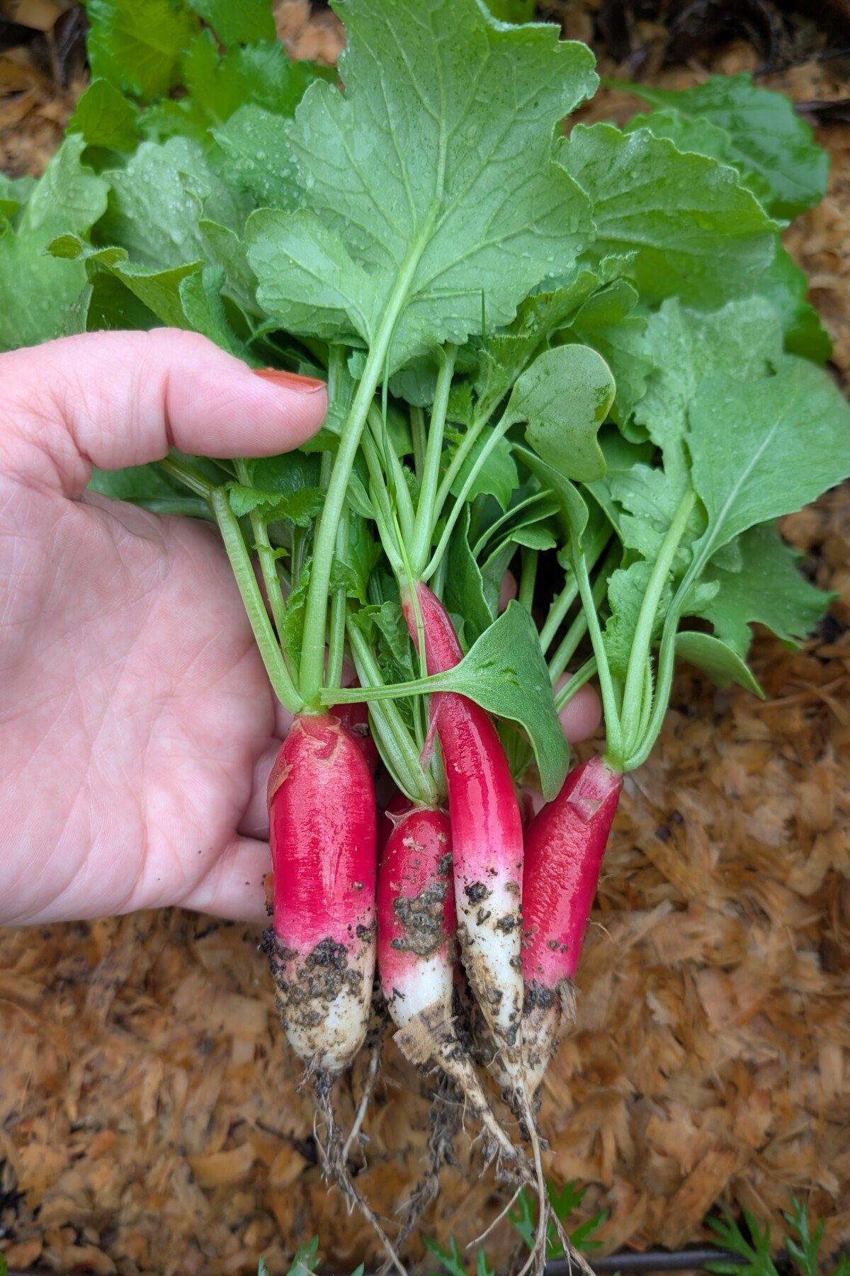 Woman's hand holding radishes.