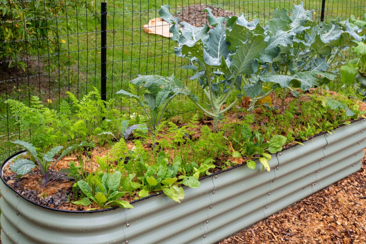 October garden filled with cool weather vegetables