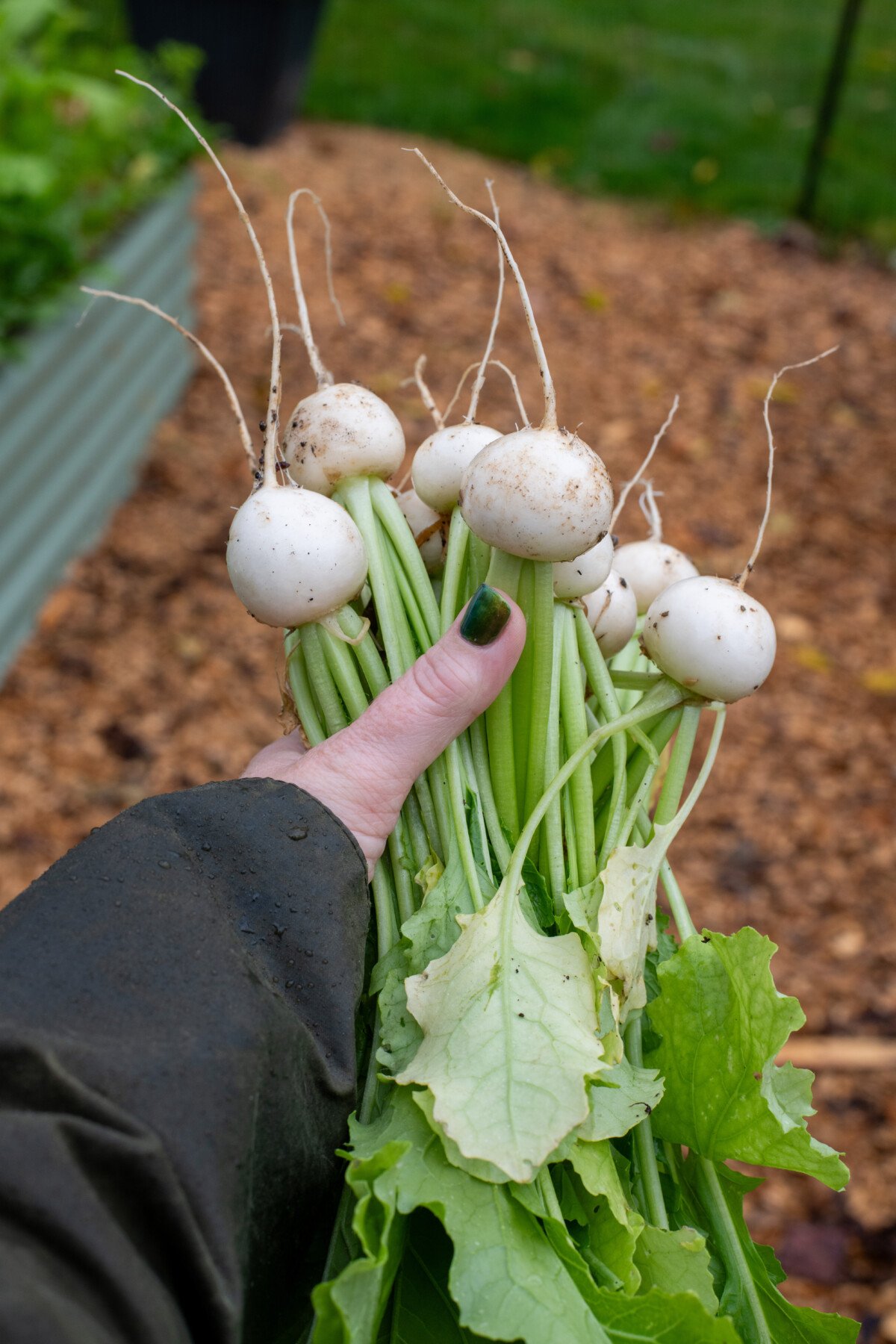 Woman's hand holding Japanese turnips