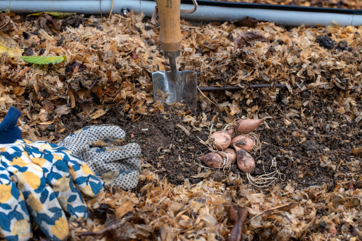 Shallot bulbs, garden gloves and trowel on top of soil