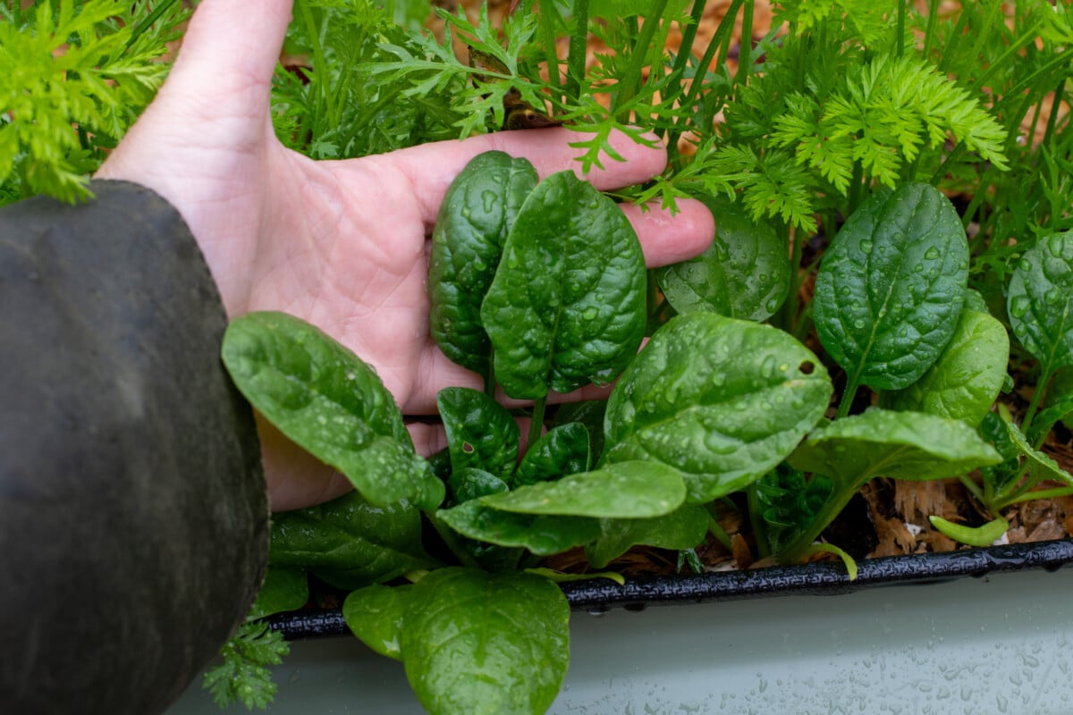Woman's hand holding spinach
