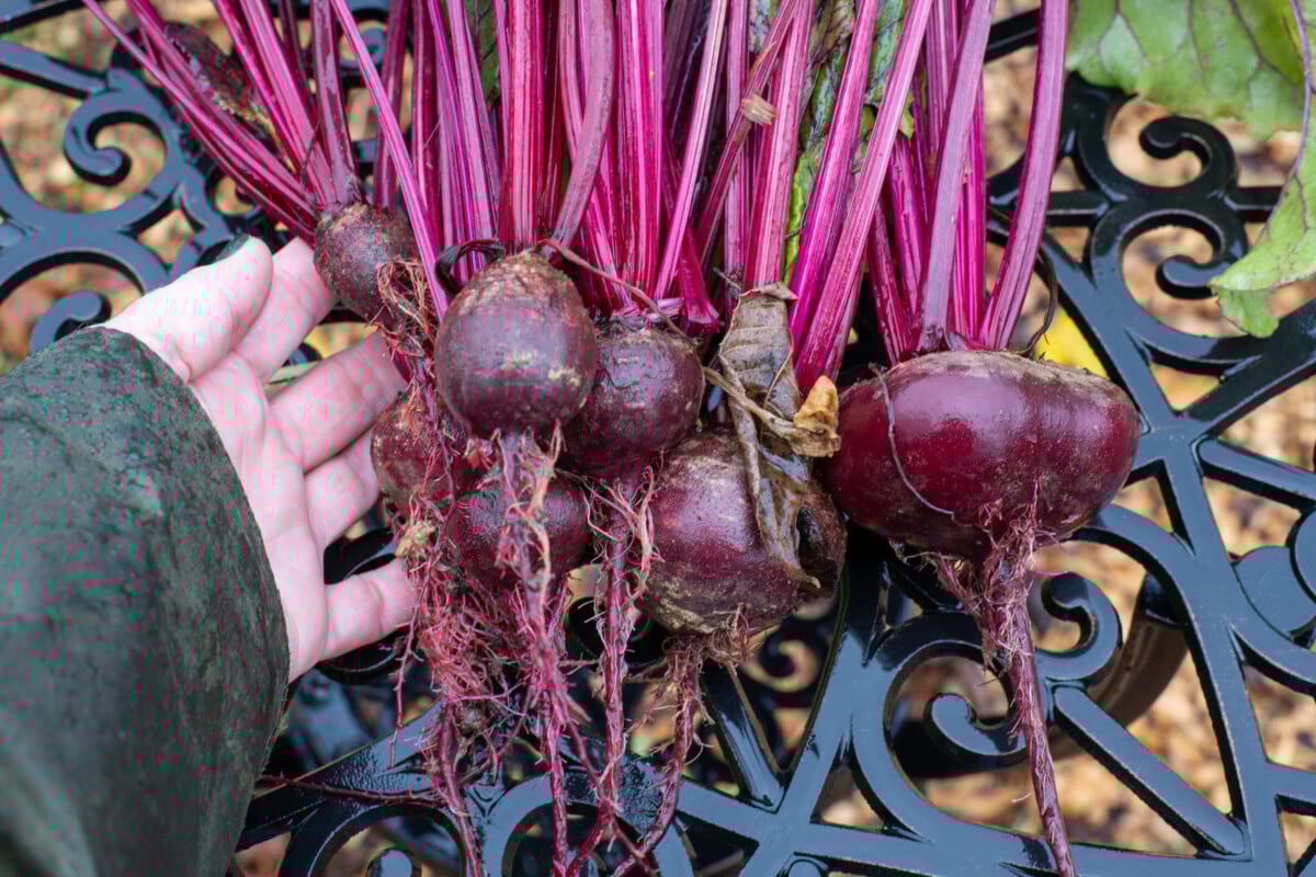 Woman's hands holding beets
