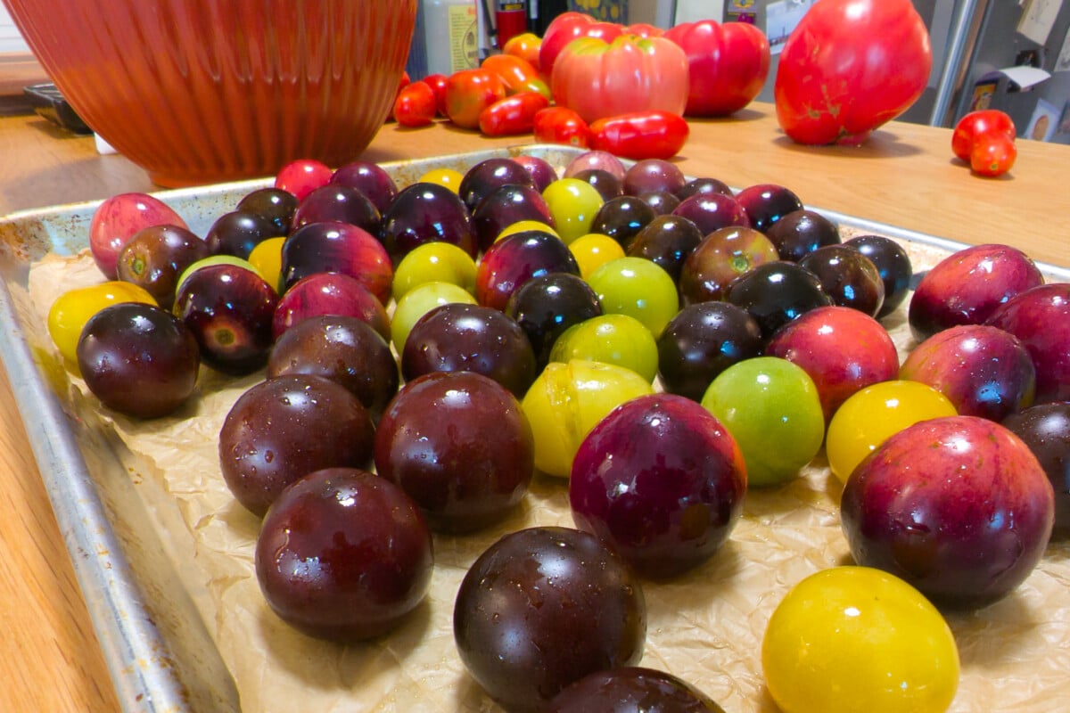 Baking sheet with colorful tomatoes