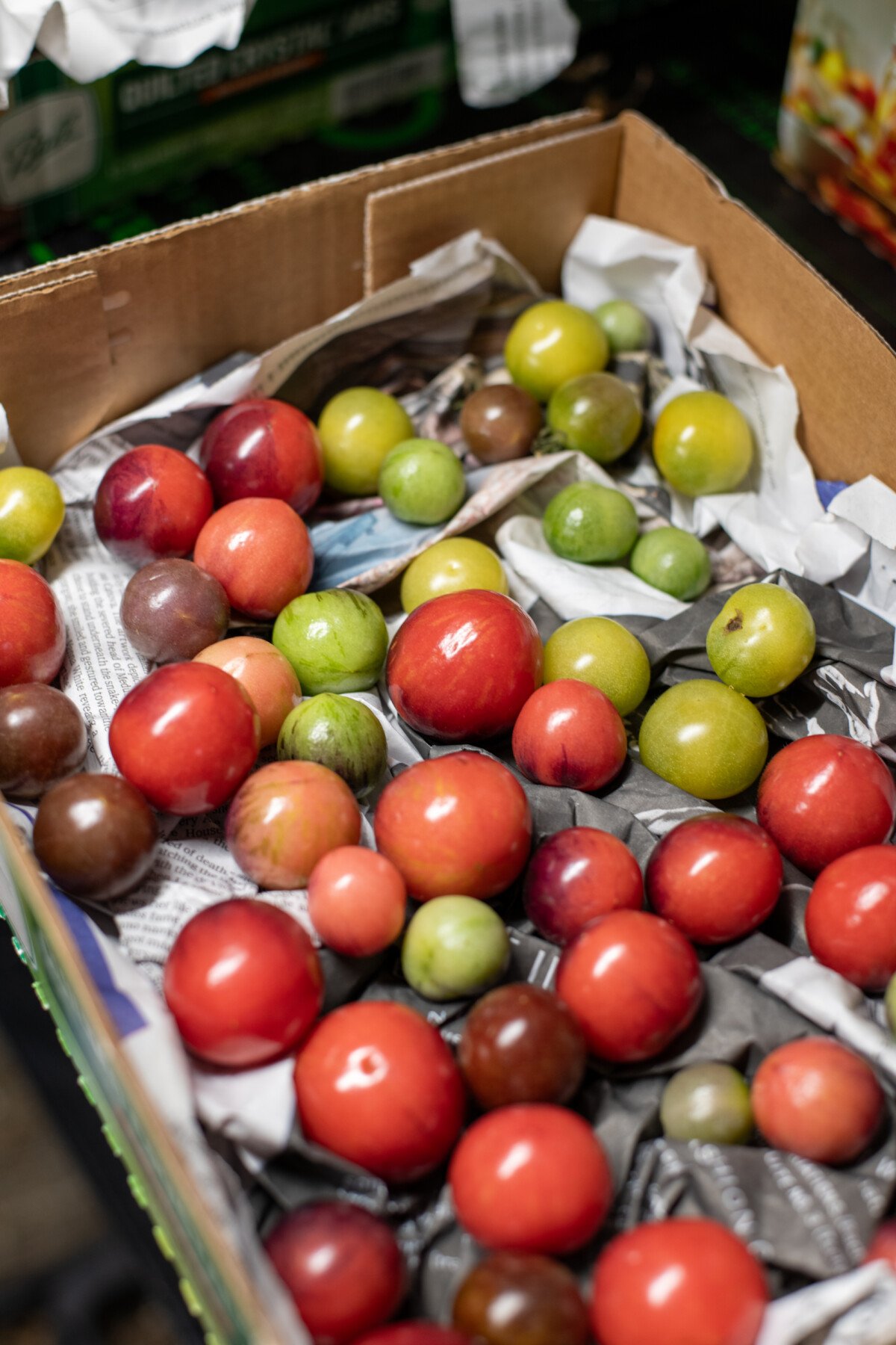 Cocktail and cherry tomatoes ripening indoors on a layer of newspaper
