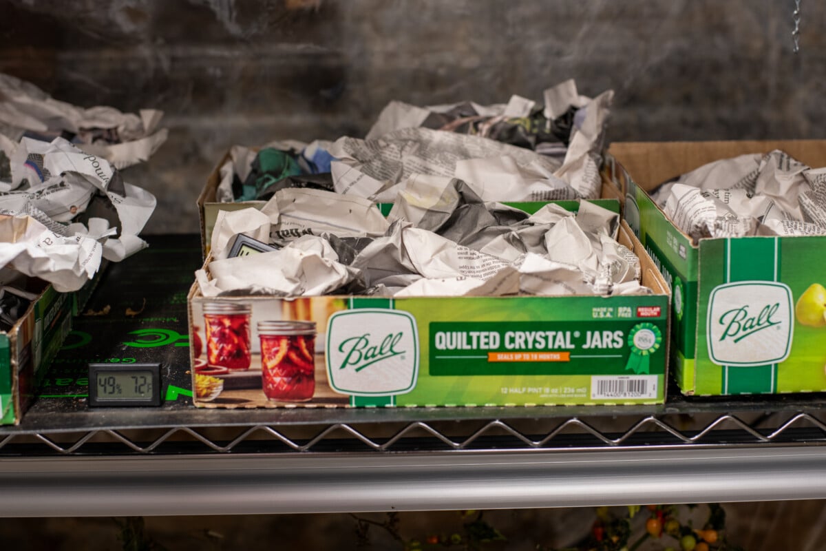 Mason jar boxes with tomatoes in them, covered with newspaper