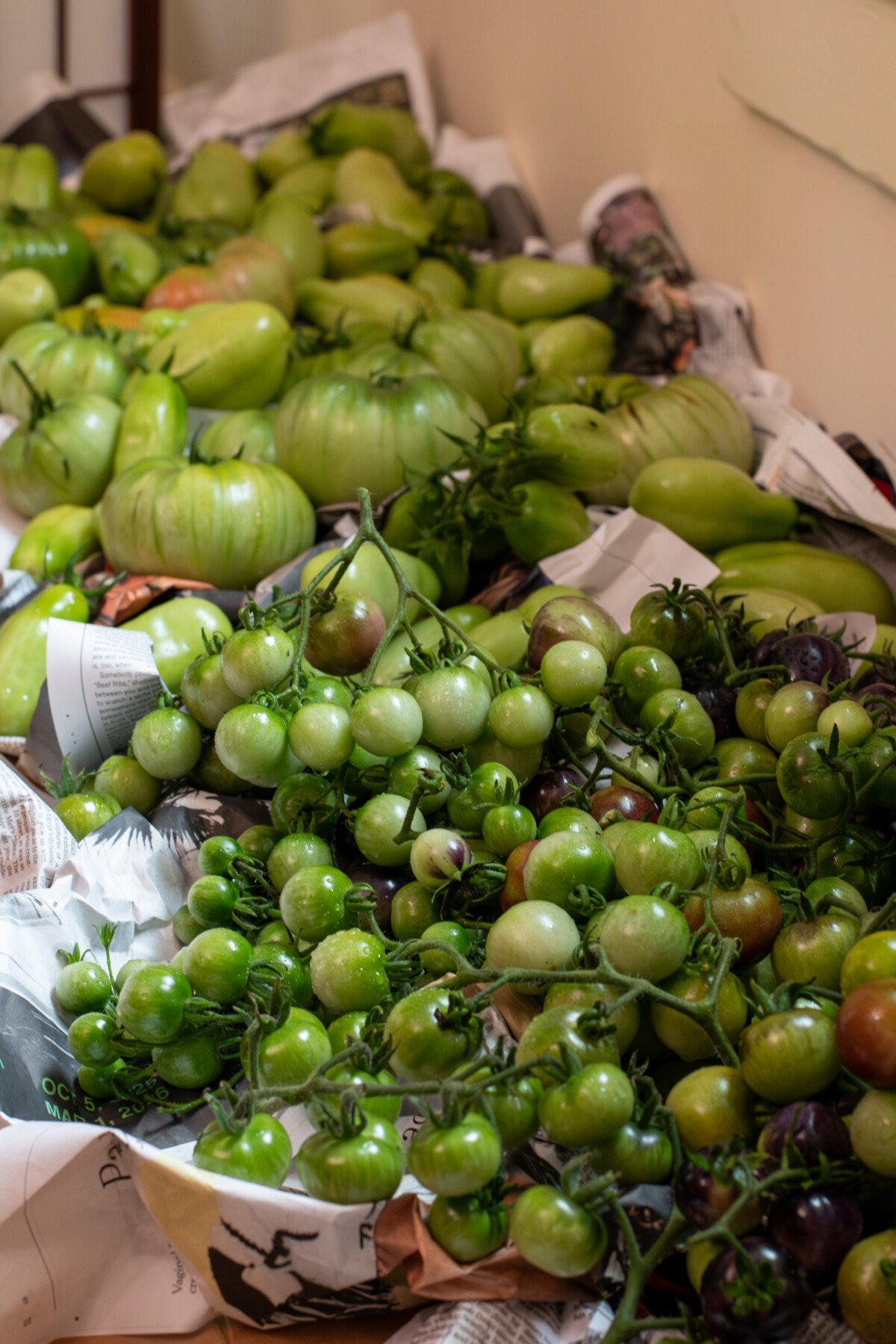 Lots of green tomatoes on a layer of newspaper