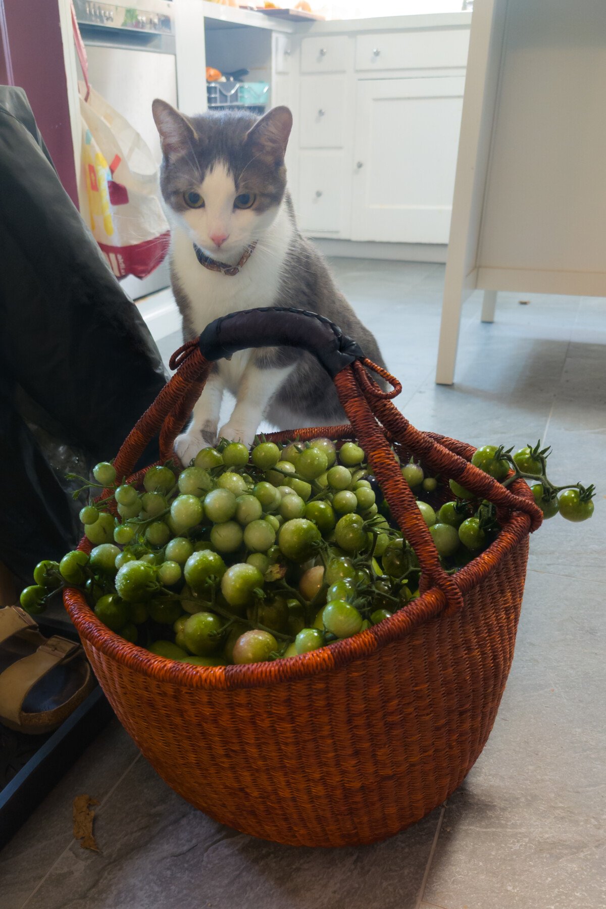 Cat sniffing basket full of green tomatoes