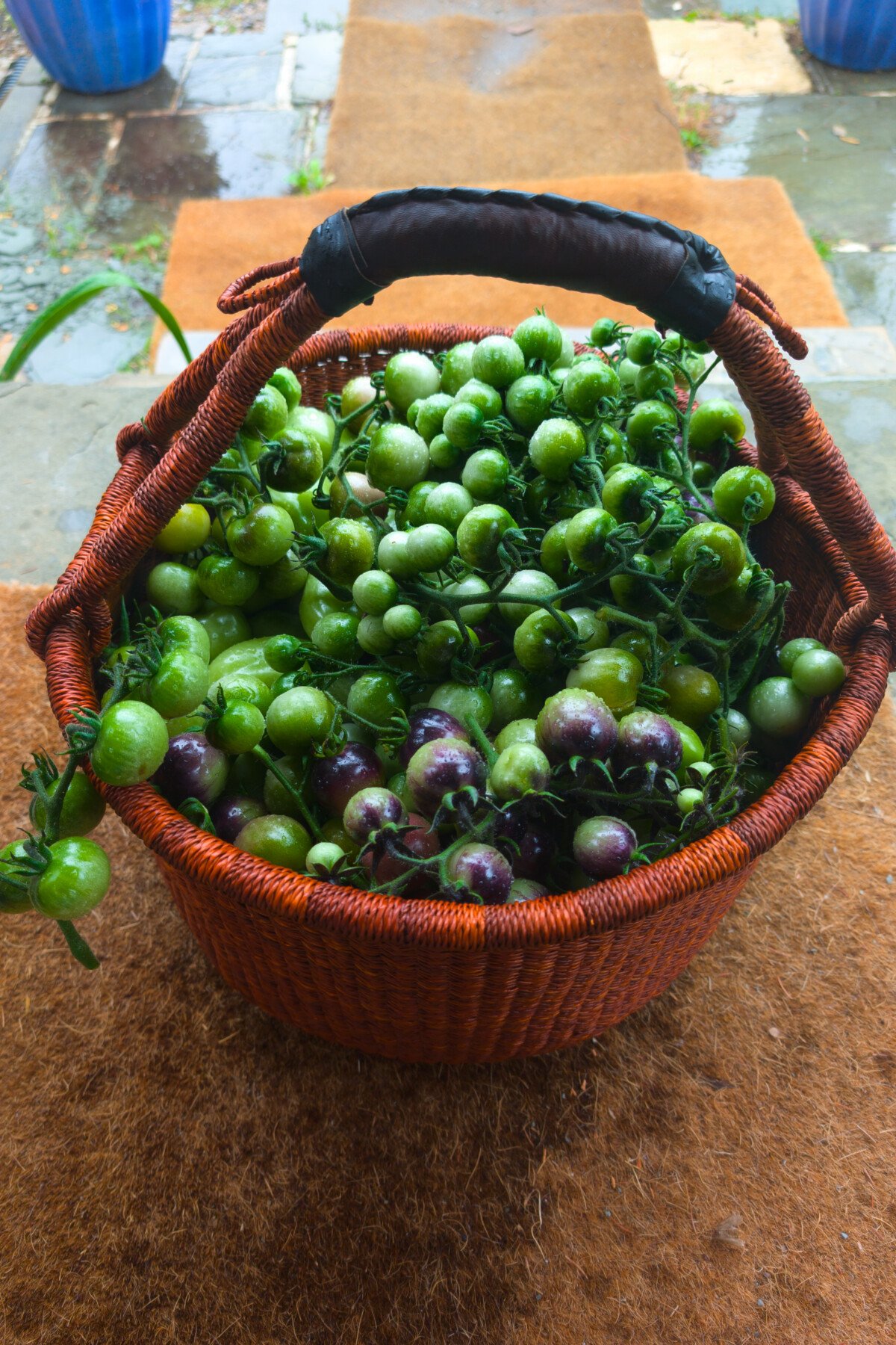 A basket of green tomatoes